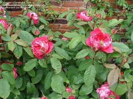 Maybe you would like to learn more about one of these? Plantfiles Pictures English Rose Austin Rose Benjamin Britten Rosa By Kniphofia