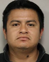 Backyard Chickens Get OK In Des Plaines