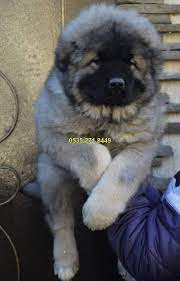 kafkas coban kopegi satilik kopekler coban kopegi kopek