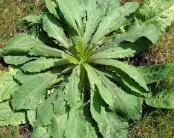Lactuca Virosa Wild Lettuce Seeds