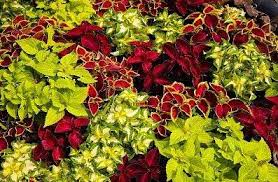 Image result for Coleus alpinus