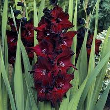 Black Beauty Gladiolus Gladiolus Bulbs Gladiolus Flower Bulb Flowers