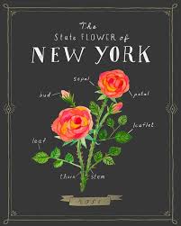 New York State Flower Print The Rose Etsy New York Tattoo New York State New York