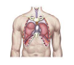 Where are the lungs located in the body? Medical Illustration Of Human Lungs In Body Medicine Lingula Stock Photo 174715934