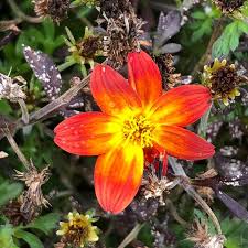 Image result for Bidens baumii