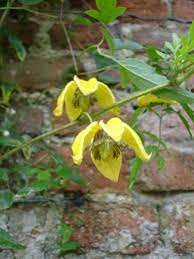Although i've never actually grown this clematis in my own garden i have seen them growing wild in some of the old industrial areas of the. Clematis Tangutica Wikipedia