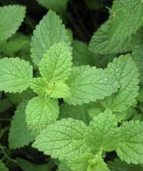 Peppermint Herb Seeds 100 Seeds Etsy Peppermint Plants Herbs Oils