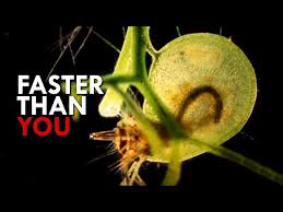 Kuvahaun tulos haulle bladderwort plant