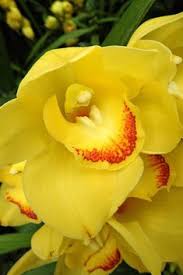 Lynn greyling ha rilasciato questa immagine orchidea fiore giallo con licenza di dominio pubblico. 55 Idee Su Orchidee Nel 2021 Orchidea Fiori Fioritura