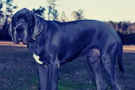 Great dane puppies for sale in minnesota select a breed. Blue Great Dane Do These Gentle Giants Really Come In Blue