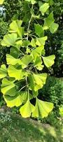 Image result for Ginkgoaceae