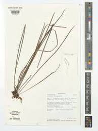 Image result for Vittaria elongata