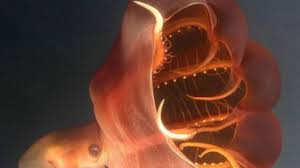 Artikel ini pertama kali ditayangkan di tribunnews, dengan judul artikel 6 fakta tersembunyi tentang laut terdalam di bumi yang berhasil diungkap. 12 Hewan Laut Dalam Paling Menyeramkan Citizen6 Liputan6 Com