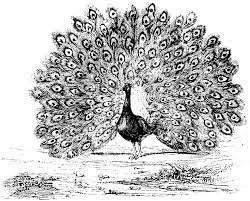 Can the net harness a bunch of volunteers to help bring books in the public domain to life through podcasting? Free Printable Peacock Coloring Pages For Kids