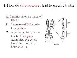Complex traits do not follow readily predictable patterns of inheritance. I How Do Chromosomes Lead To Specific Traits