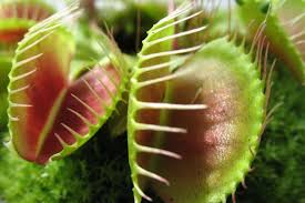 If you're growing venus flytrap indoors, you'll have to feed them bugs periodically. Venus Fly Trap Carnivorous Plant Grow Kit The Jonsteen Company Flowers Patio Lawn Garden Fcteutonia05 De