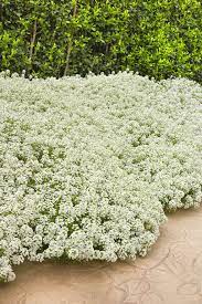 Pin On Drought Tolerant Plants