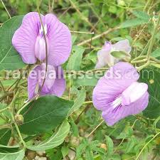 Image result for Centrosema