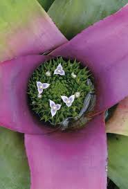 Image result for Huberantha mossambicensis