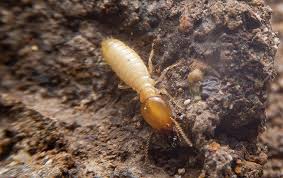 Miller, ace, (advanced services for pest control), augusta, ga usa. Tag Home Pest Control