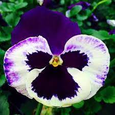 كنز الصور صور متنوعة 01 pansies plants