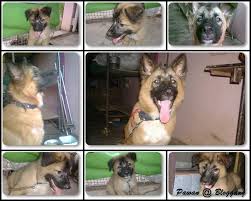 สุนัขเยอรมัน เชพเพิร์ด german shepherd pakchong gsd, bangkok, thailand. 2 à¸‚à¸§à¸šà¹à¸¥ à¸§