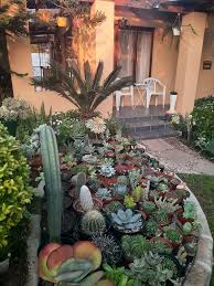 Image result for Orbea knobelii