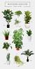 Apartment Plants In Living Room