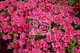 Azaleas /əˈzeɪliə/ are flowering shrubs in the genus rhododendron, particularly the former sections tsutsuji (evergreen) and pentanthera (deciduous). Mini Bluten Von Azaleen Im Fruhjahr Fototapete Fototapeten Zierpflanze Whitsunday Topfpflanzen Myloview De