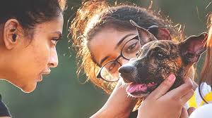 Pets Feel The Heat Amid Long Period Of High Temperatures