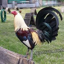 Knf channel 1 year ago download. Ayam Filipin Lemon