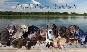 I am a small hobby breeder, located in central wisconsin and have been involved with raising dogs most all of my life, starting as a child, when my mom raised pomeranians and my dad raised the occasional litter of beagles. Lakeside Miniature Dachshunds Facebook