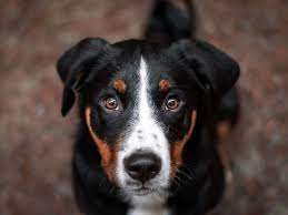 Approximately how many domestic breeds of dog are there? 100 Dog Trivia Questions And Answers Trivia Quiz Night