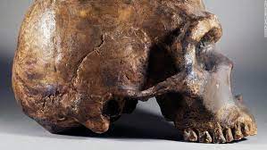 بحث جديد يكشف: إنسان نياندرتال كان يصدر أصواتاً مثل البشر - CNN Arabic