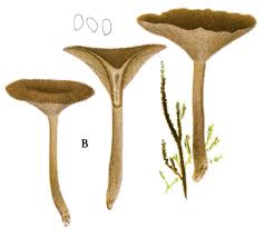Image result for Clitocybe multiceps
