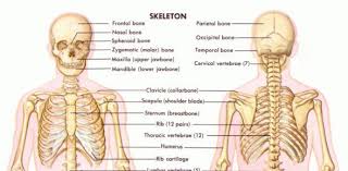 Using edta extraction procedure, compact and spongy bone from human femur, rib and iliac crest were compared in terms of their content in collagen, sialoprotein, proteoglycan and carbohydrate. Think You Know All About Human Skeletal System Take The Quiz To Find Out Proprofs Quiz