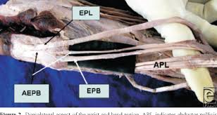 In human anatomy, the extensor pollicis longus muscle (epl) is a skeletal muscle located dorsally on the forearm. The Extensor Pollicis Brevis A Review Of Its Anatomy And Variations Semantic Scholar
