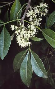 Image result for Micrococca