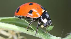 Organic gardening catalogs sell ladybugs that you can release in your garden to control aphids and other this sounds like a good alternative to using pesticides, so does this work? Good And Bad Bugs Found In Your Garden Chicago News Wttw