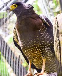 Maybe you would like to learn more about one of these? 5 Burung Raptor Alias Burung Pemangsa Asli Indonesia Planter And Forester