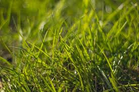The latter had become too difficult to maintain and grub was rewritten from scratch with the aim to provide modularity and. Yard And Garden Lawn Care In Summer News