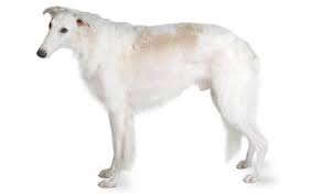 Borzoi Dog Breed Information Pictures Characteristics Facts Dogtime