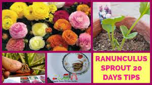 Ranunculus Bulbs Persian Buttercup Corms Sprout After 20 Days With Care Buttercup Flower Persian Buttercup Leaf Compost