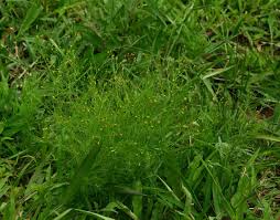 Image result for Schkuhria pinnata