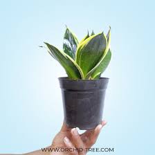 Image result for Sansevieria dawei