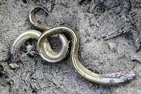 Urtümliches wirbeltier mit ausgeklügelter immunabwehr: Neunaugen Nabu Schleswig Holstein