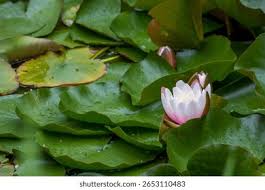 Image result for Endostemon tereticaulis