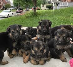 Maybe you would like to learn more about one of these? Litter Of 7 German Shepherd Dog Puppies For Sale In Roanoke Va Adn 29314 On Puppyfinder Com G German Shepherd Puppies German Shepard Puppies Shepherd Puppies