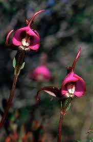 Image result for Disperis