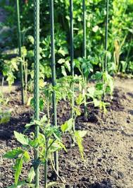 Hier ein paar tipps zur pflege abhilfe schafft der anbau von tomaten im eigenen garten. Tomaten Selbst Anbauen Unser Garten Tipp Zum Fruhling